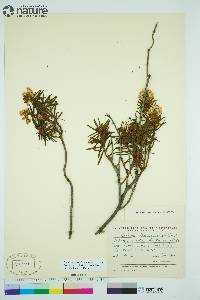 Rhododendron tomentosum image