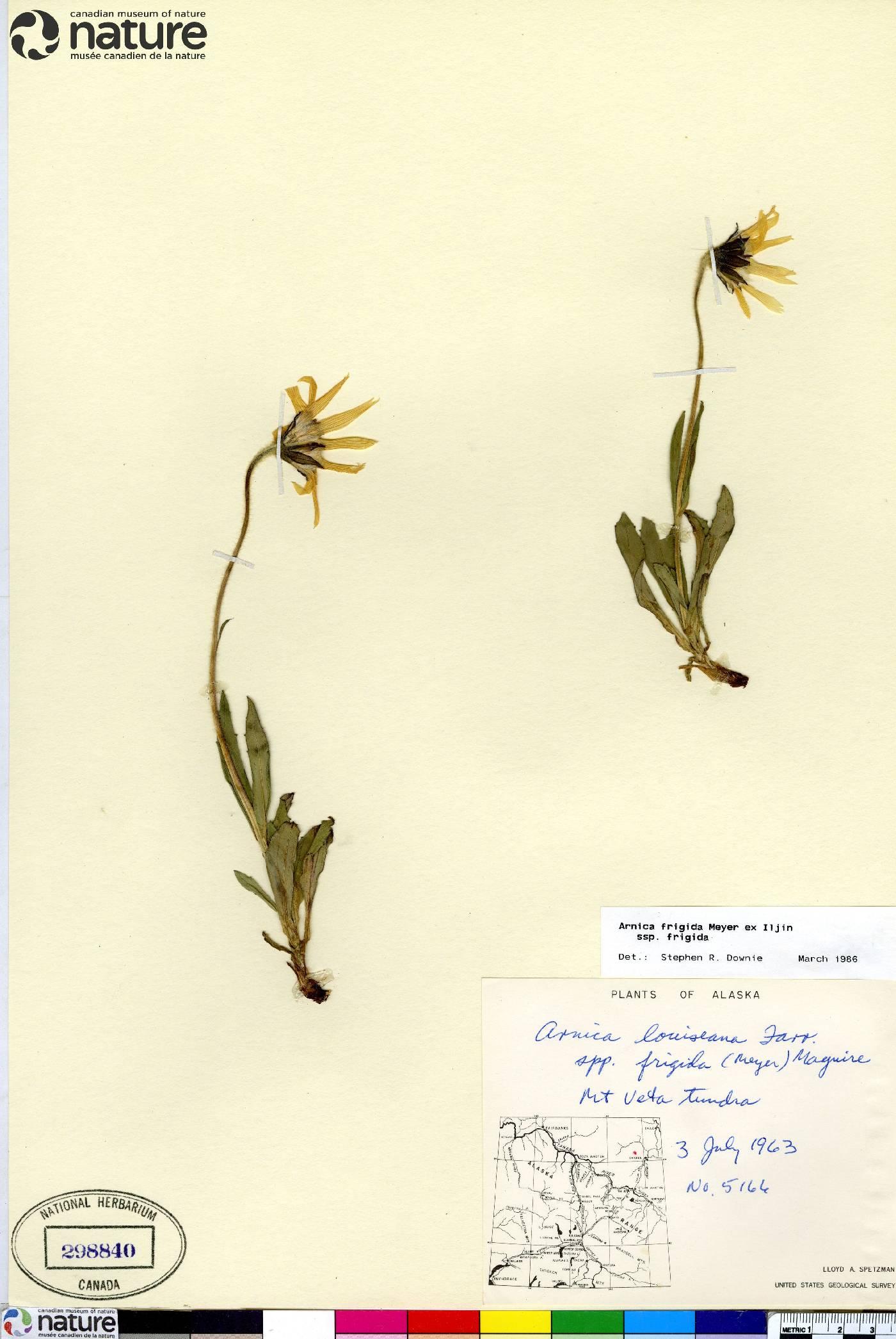 Arnica frigida image