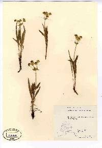 Bupleurum americanum image