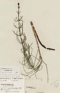 Equisetum palustre image