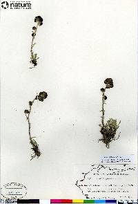 Artemisia globularia image