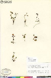 Claytonia sarmentosa image