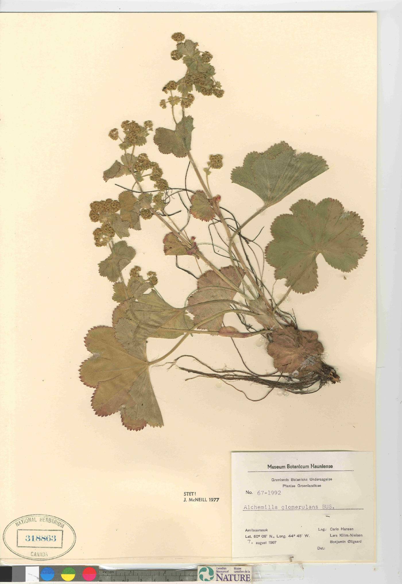 Alchemilla glomerulans image