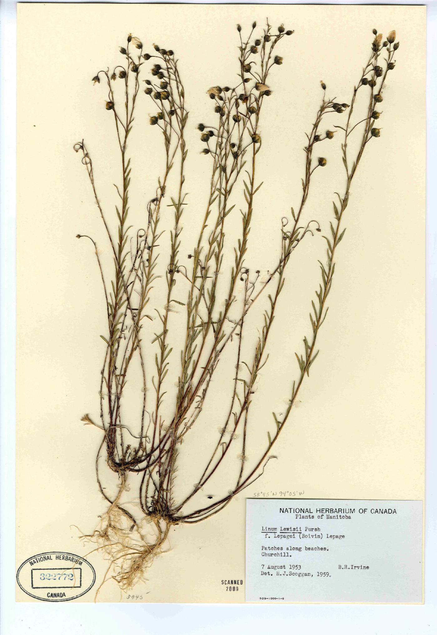 Linum lewisii var. lepagei image