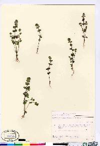 Euphrasia mollis image