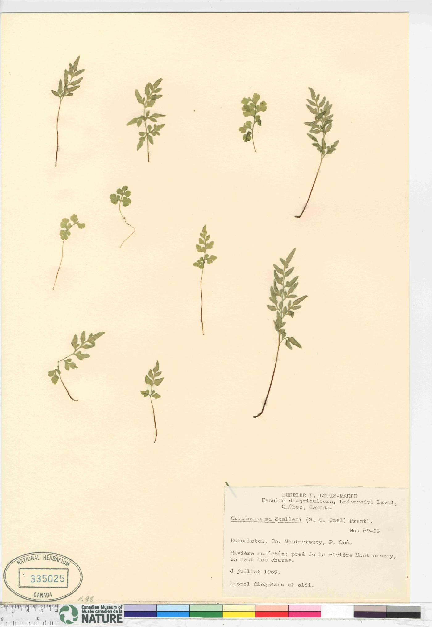 Cryptogramma stelleri image