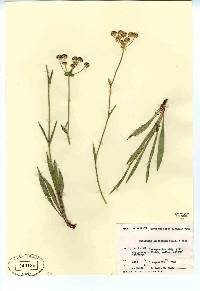 Bupleurum americanum image