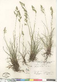 Festuca rubra image