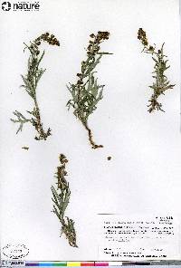 Artemisia tilesii subsp. tilesii image