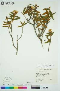 Rhododendron groenlandicum image