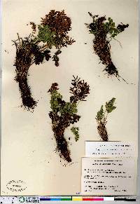 Cryptogramma acrostichoides image