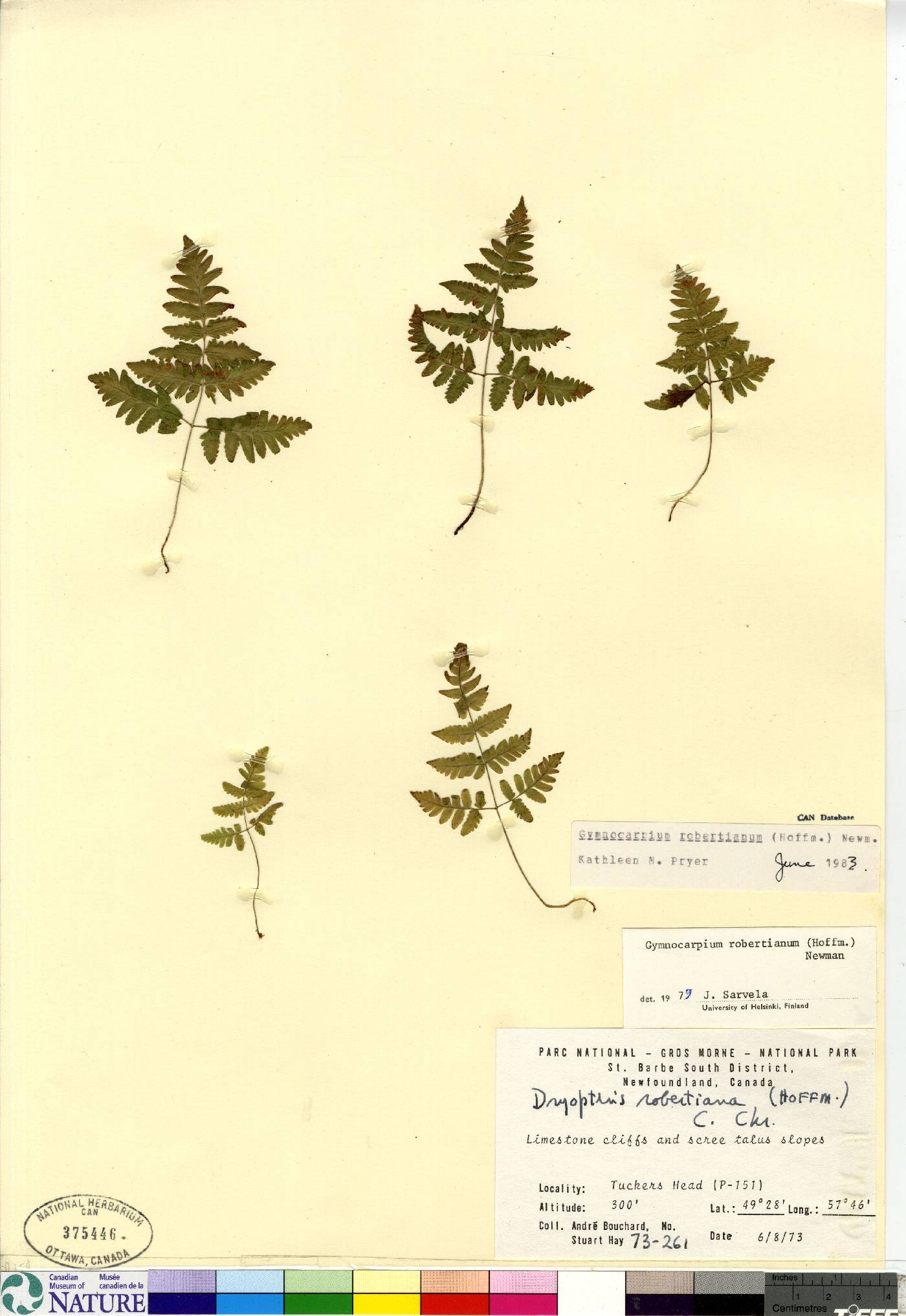 Gymnocarpium robertianum image