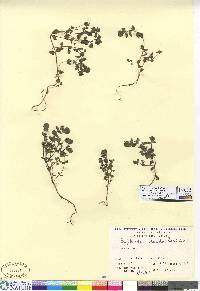 Euphrasia randii image