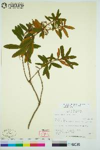 Rhododendron groenlandicum image