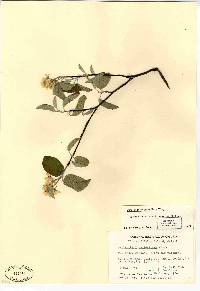 Amelanchier stolonifera image