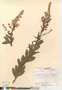 Spiraea alba image