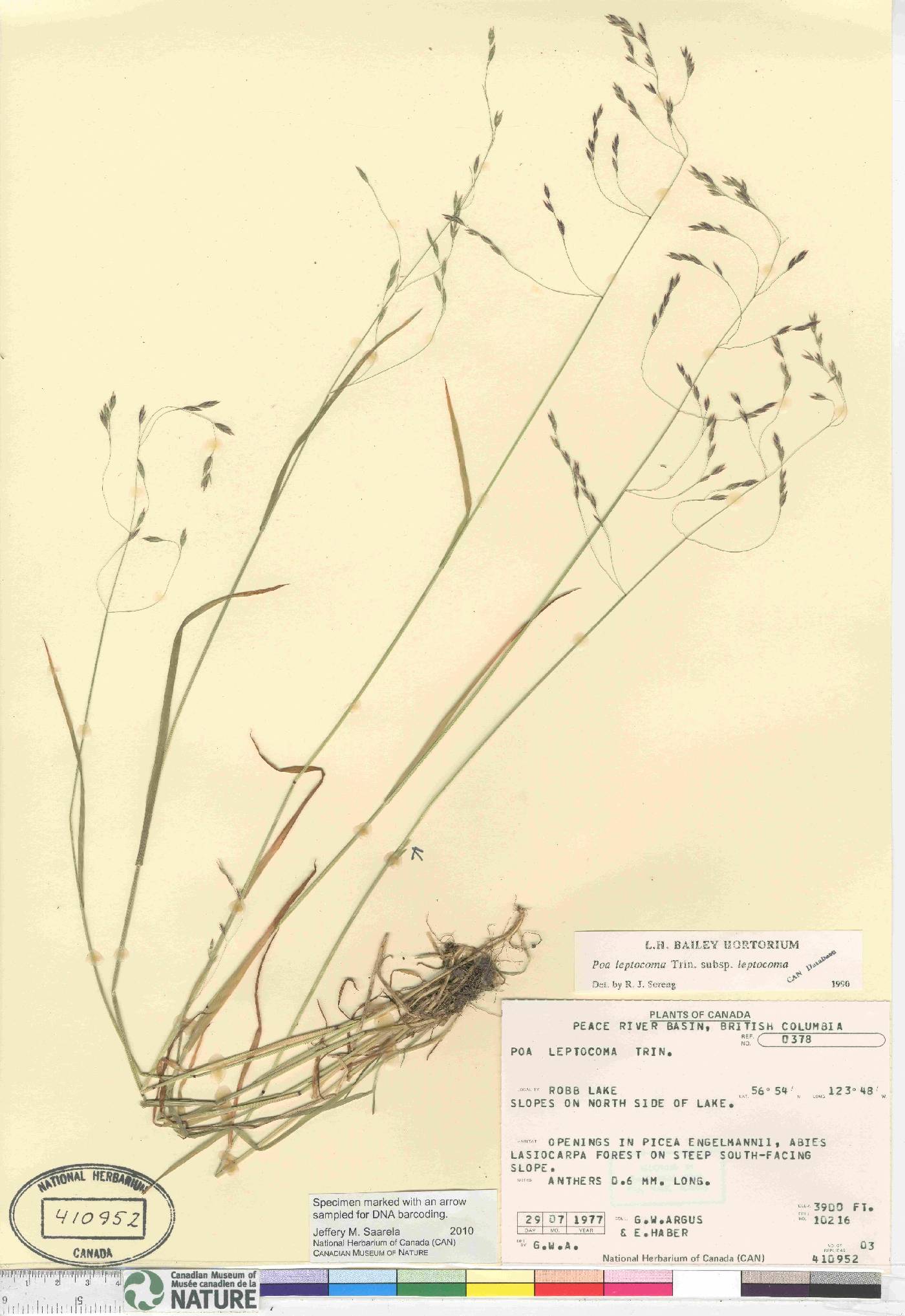 Poa leptocoma subsp. leptocoma image