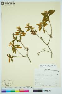 Rhododendron groenlandicum image