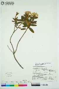 Rhododendron groenlandicum image