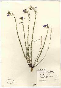 Linum lewisii image