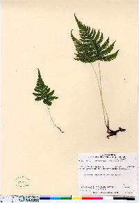 Thelypteris phegopteris image