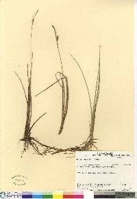 Carex livida image