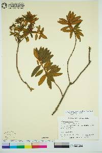 Rhododendron groenlandicum image