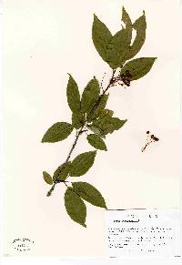 Prunus pensylvanica image