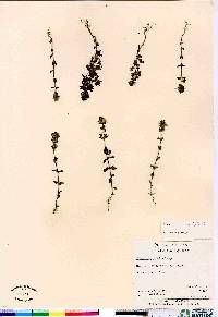 Euphrasia arctica image