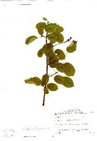 Amelanchier stolonifera image