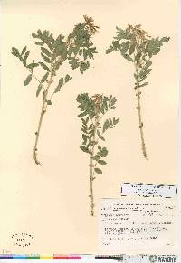 Astragalus americanus image