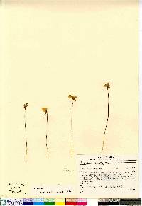 Utricularia cornuta image