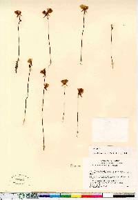 Utricularia cornuta image