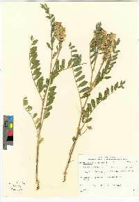 Astragalus canadensis image