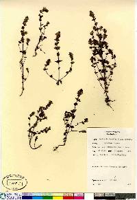 Euphrasia arctica image