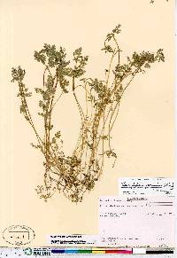 Chaerophyllum procumbens image