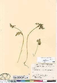 Chaerophyllum procumbens var. shortii image