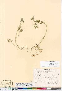 Chaerophyllum procumbens var. shortii image