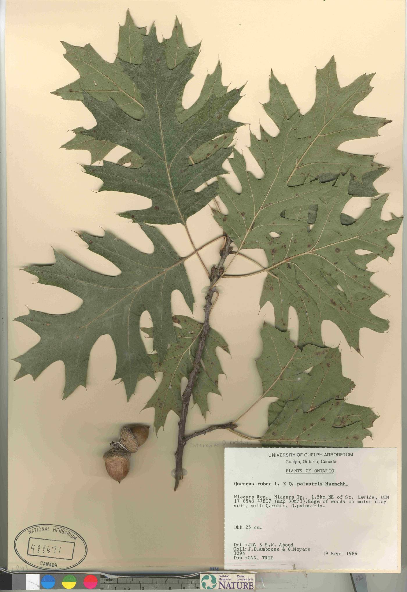 Quercus richteri image