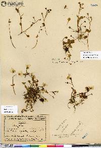 Claytonia sarmentosa image