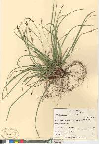 Carex pedunculata image