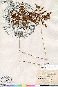 Gymnocarpium dryopteris image