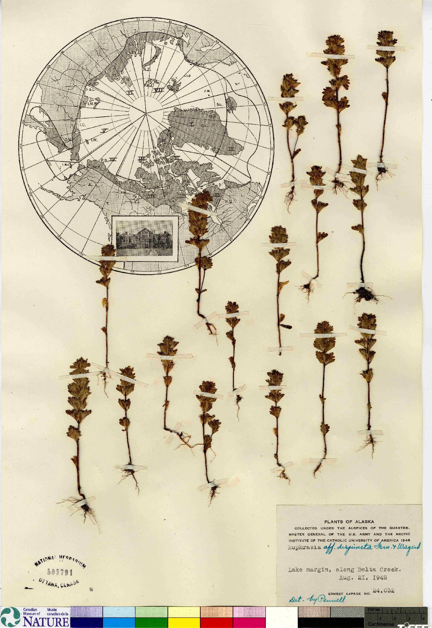 Euphrasia disjuncta image