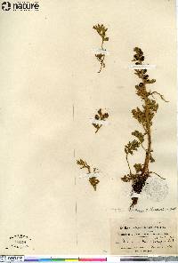 Artemisia campestris image