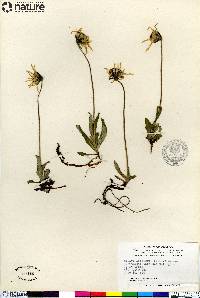 Arnica lessingii image