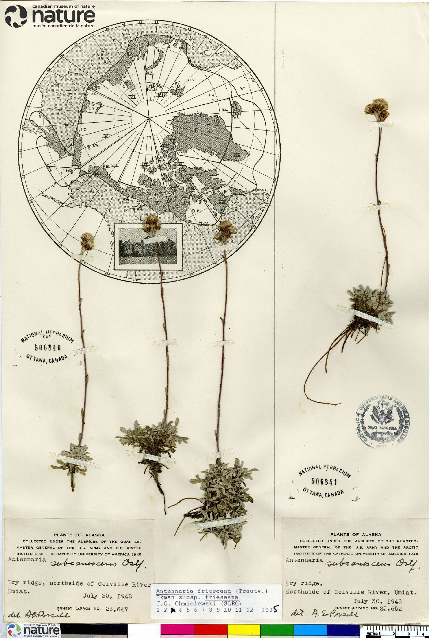 Antennaria friesiana var. friesiana image