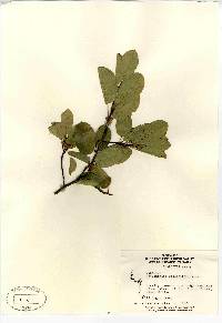 Amelanchier stolonifera image