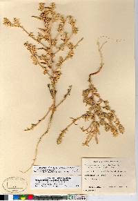 Corispermum hookeri image