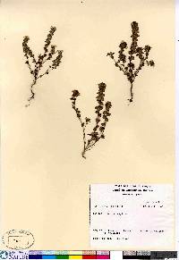 Euphrasia arctica image