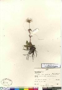 Geum triflorum image